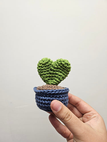 Hoya Kerri Heart Plant